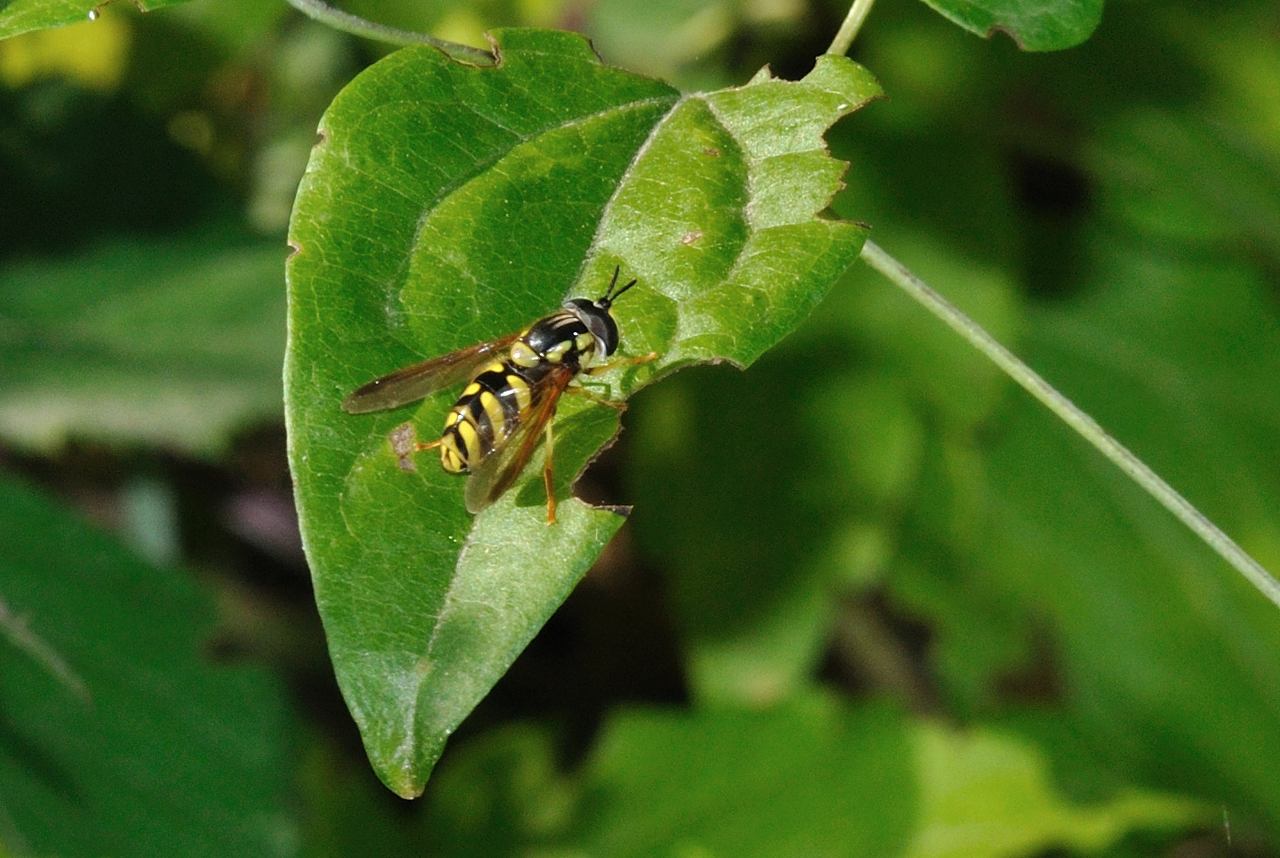 Chrysotoxum intermedium